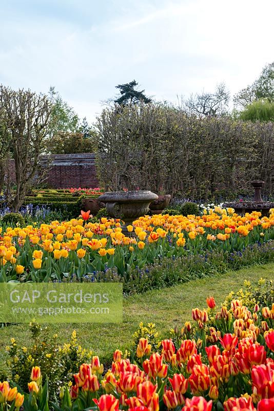 A walled garden and hot spring border with Tulipa 'Olympic Flame', 'Blushing Apeldoorn', 'Golden Apeldoorn' surrounded with grape hyacinths.