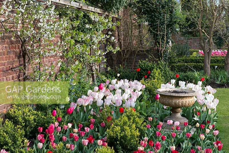 A walled garden with Tulipa 'Hemisphere', 'Flaming Purissima', Buxus sempervirens and, trained along the wall, espaliered pear trees in blossom.
