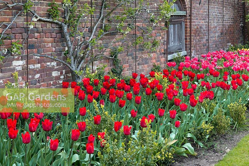 A hot spring border with Tulipa 'Bastogne' in a walled garden.
