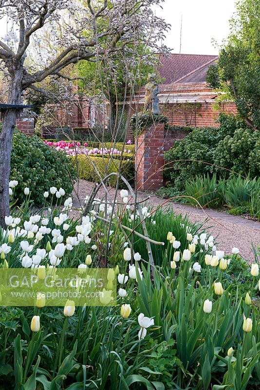 A spring border with Tulipa 'White Bouquet' and 'Francoise' around a support made from willow tree prunings.