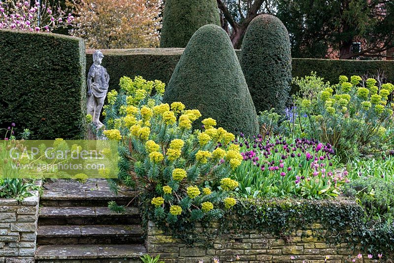 Large topiary yew shapes and a classic stone statue in a border with Euphorbia and Tulipa 'Black Hero' 