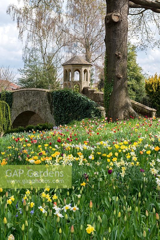 A colourful spring meadow of tulip and daffodil bulbs including: Tulipa 'Golden Apeldoorn', 'Blushing Apeldoorn', Apeldoorn Elite', 'Apeldoorn Pink Impression', 'Purissima' and 'El Nino'. 