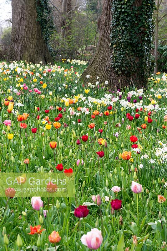 A colourful naturalised spring meadow of tulip, bluebell and daffodil bulbs. Varieties include:  Tulipa 'Ollioules', 'Apeldoorn', 'Apeldoorn Elite', 'Blushing Apeldoorn', 'Attila Graffiti' and 'Lydia'.