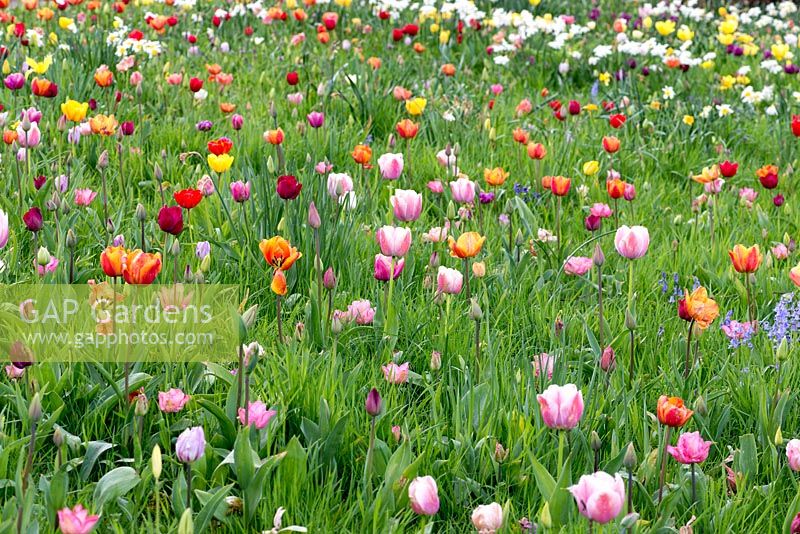 A colourful naturalised spring meadow of tulip, bluebell and daffodil bulbs. Varieties include:  Tulipa 'Ollioules', 'Apeldoorn', Apeldoorn Elite', 'Blushing Apeldoorn', 'Attila Graffiti' and 'Lydia'.
