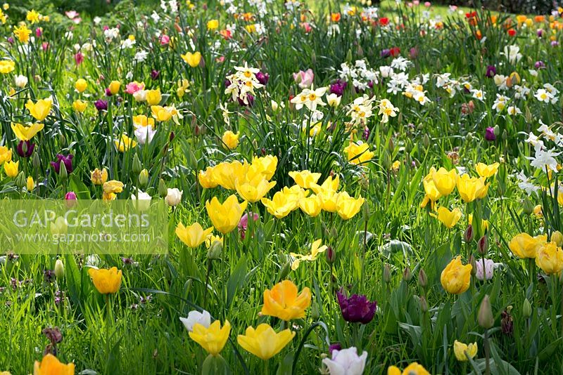 A colourful naturalised spring display of tulips and daffodils. In the foreground Tulipa 'Yellow Purissima'.