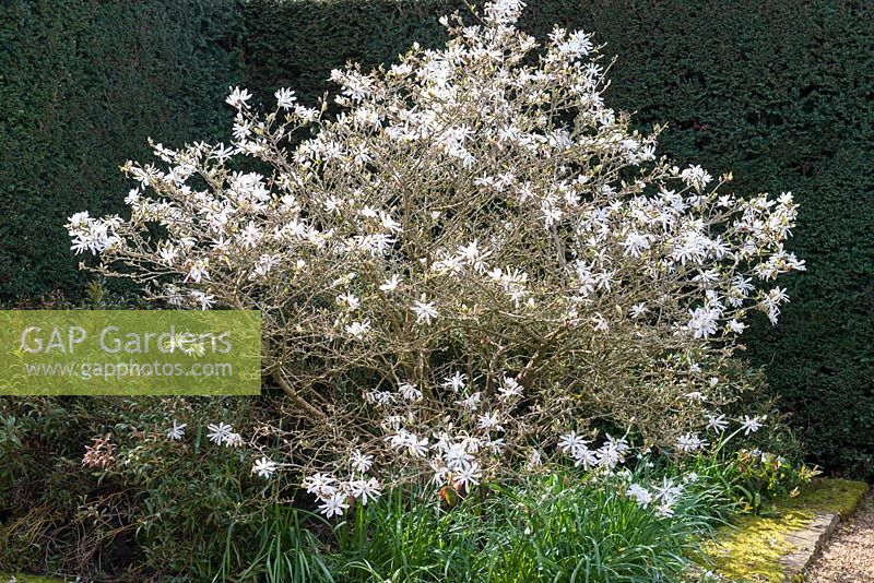 Magnolia stellata, a slow-growing medium-sized deciduous shrub with white flowers.