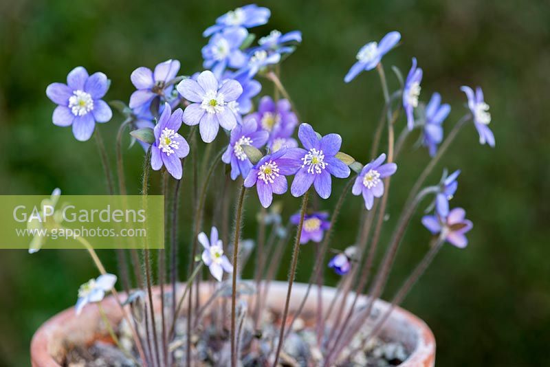 Hepatica acutiloba, an almost  evergreen perennial with white or blue flowers, sometimes fragrant, from March until May.