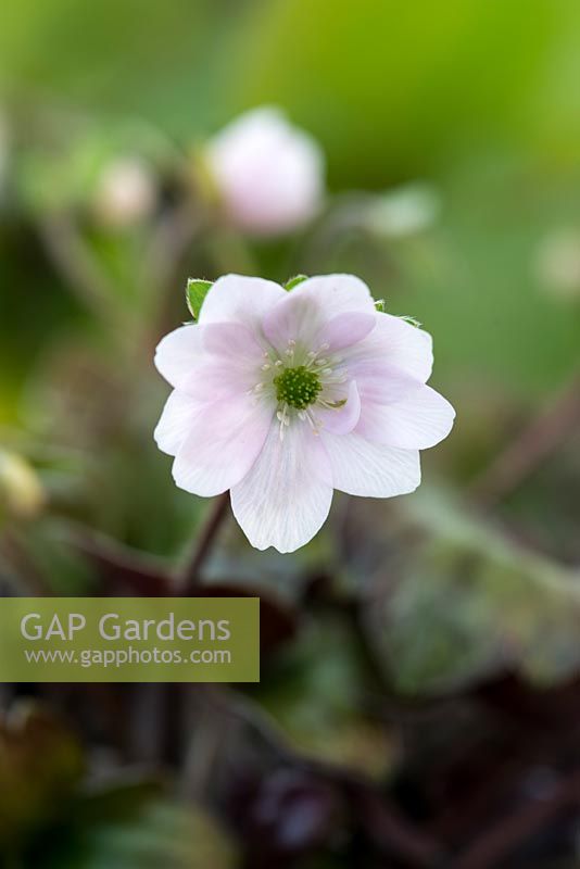 Hepatica yamatutai, a perennial with elegant ivory white blooms, flushed pink on the reverse, flowering March to April.