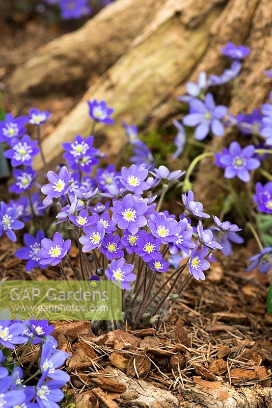 Hepatica nobilis 'Blue Shades', perennial bearing evergreen marbled foliage and bright single flowers, from March to May.