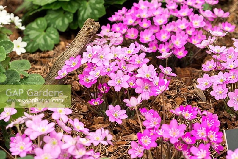 Hepatica nobilis 'Pink Shades', perennial bearing evergreen marbled foliage and bright single flowers, from March to May.