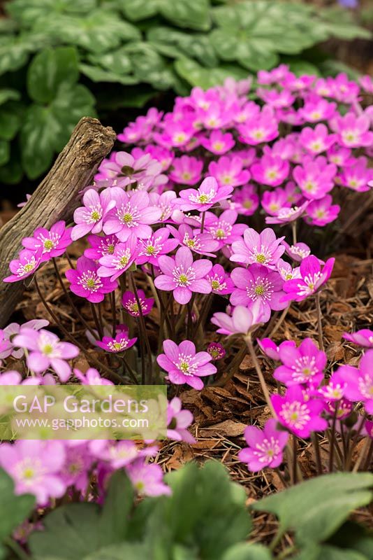 Hepatica nobilis 'Pink Shades', perennial bearing evergreen marbled foliage and bright single flowers, from March to May.