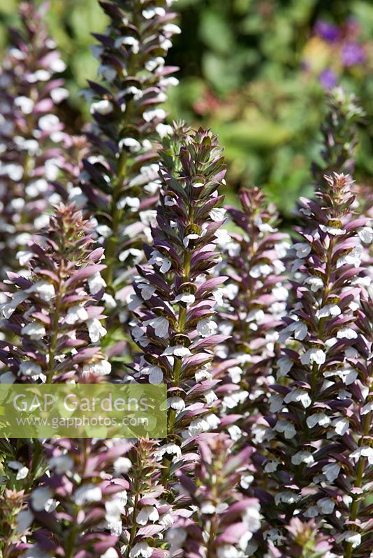 Acanthus mollis, Oyster plant, multiple flower stems with two toned white and purple flowers growing in full sun.