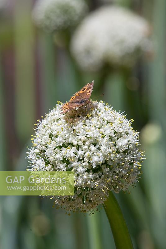 Allium cepa, onion flower heads with a Junonia villida, Meadow Argus butterfly feeding on the flowers growing in a vegetable garden.