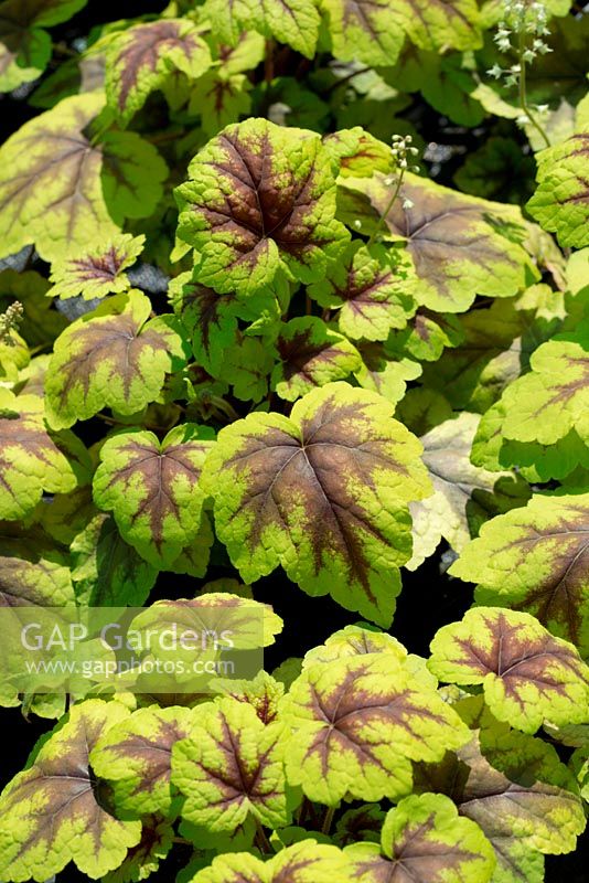 Heuchera 'Stoplight', advanced seedlings with lime green yellow leaves and maroon, red markings.