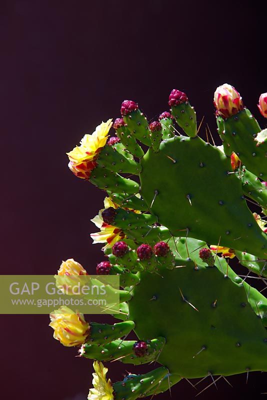 Opuntia monacantha, Drooping pricky pear, large cactus with fleshy bright green paddle shaped leaves, yellow flowers ripening green and red fruit.
