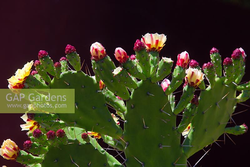 Opuntia monacantha, Drooping pricky pear, large catctus with fleshy bright green paddle shaped leaves, yellow flowers ripening green and red fruit.