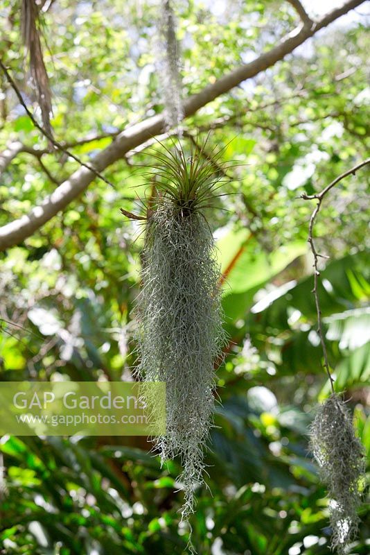 Tillandsia species growing with Tillandsia usneoides Spanish Moss, growing on steel wire suspended from branches in dappled light.
