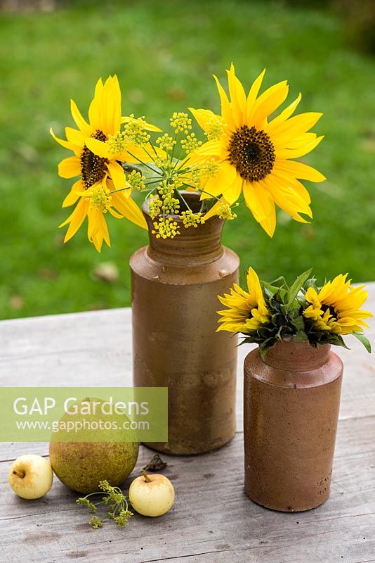 Helianthus annuus - Sunflowers in earthenware vases