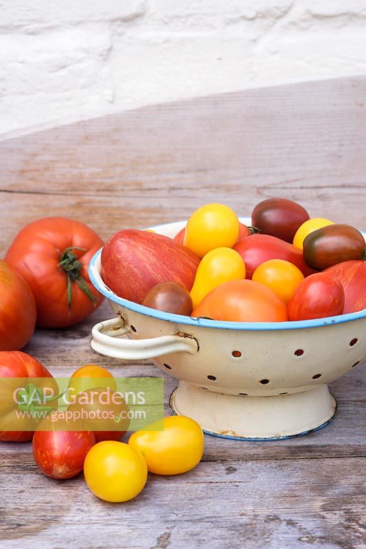 Mixed varieties of tomatoes in enamel colander