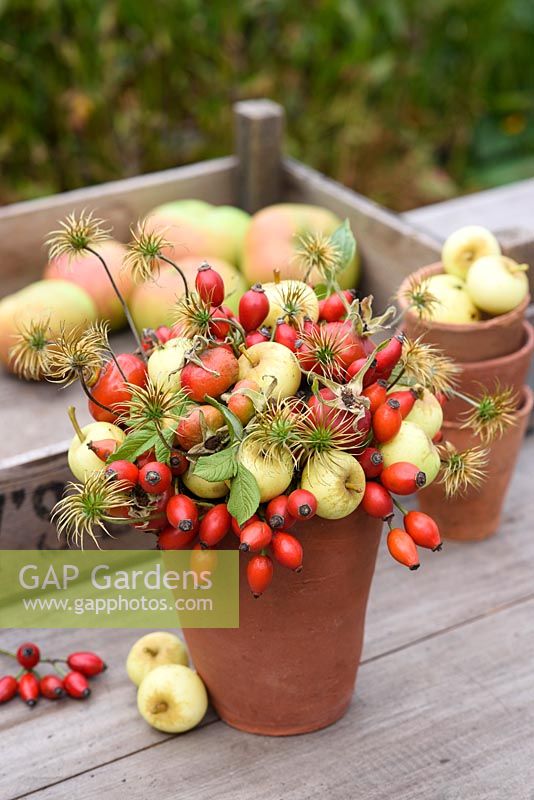 Crab apples, rosehips and clematis seedheads floral arrangement in terracotta pot