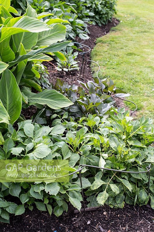 Plant supports - metal border restrain in a border with Dahlias