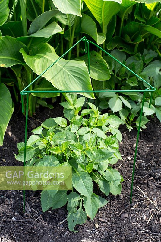 Plant supports - green plastic covered metal link support in a tropical border with Dahlias