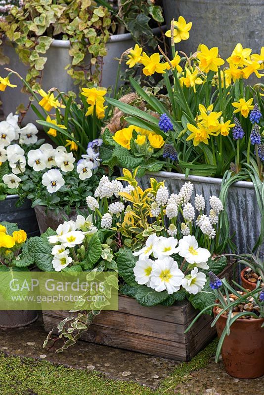 A wooden box planted with Muscari 'White Magic', primrose, variegated ivy and spindle. A metal tub planted in winter with  Narcissus 'Tete a Tete', Muscari  armeniacum 'Artist', primrose and variegated periwinkle. Violas in pots.