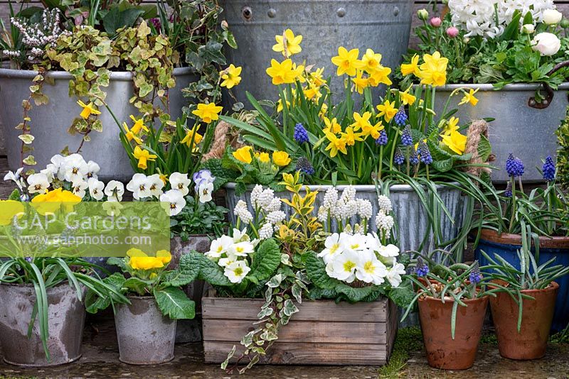 A wooden box planted with Muscari 'White Magic', primrose, variegated ivy and spindle. A metal tub planted in winter with Narcissus 'Tete a Tete', Muscari armeniacum 'Artist', primrose and variegated periwinkle. Violas in pots.