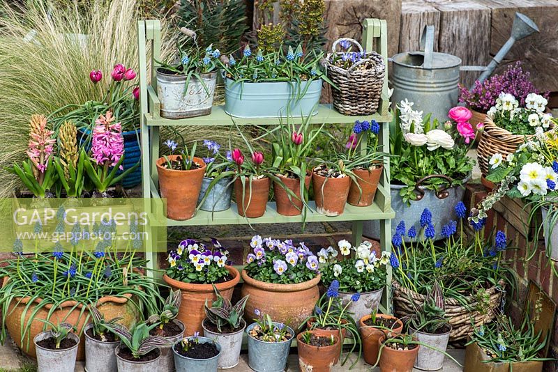 A spring display of tulips, grape hyacinths, chionodoxa, ranunculus, hyacinths and violas.
