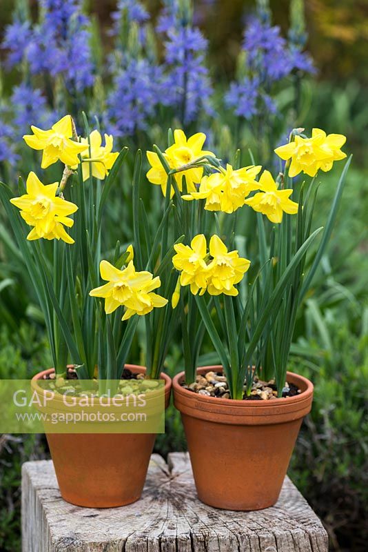 Narcissus 'Verdin' planted in terracotta pots. Behind, blue camassia