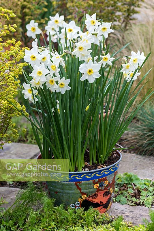 In old narrowboat bucket, Narcissus 'Lieke', jonquil daffodil, grows two or three dainty flowers per stem.