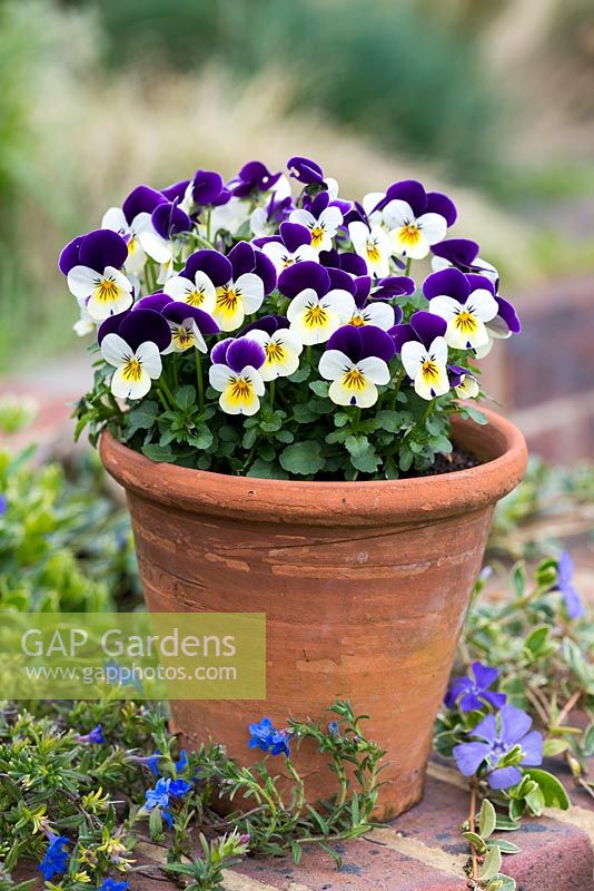 A terracotta pot planted with Viola Sorbet 'Coconut Duet'.