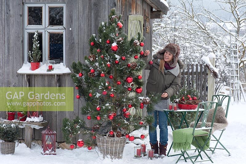 Pinus pine as a living Christmas tree with cones and red Christmas tree balls in the snow at the garden house, table, chair, lanterns and wind lights, woman with settee at the table
