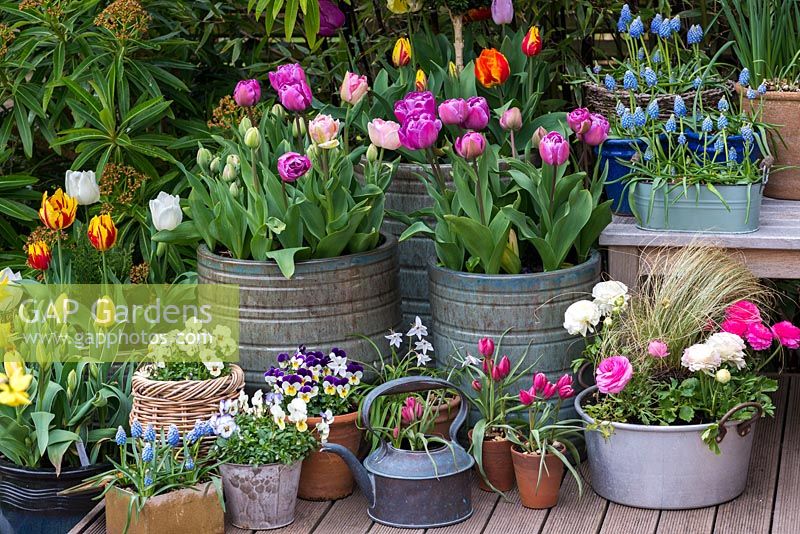 A spring container display with Tulipa 'Angelique' and 'Blue Diamond', ipheion, muscari, viola and ranunculus.