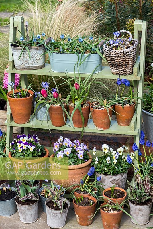 A spring container display of tulips, grape hyacinths, chionodoxa and violas.