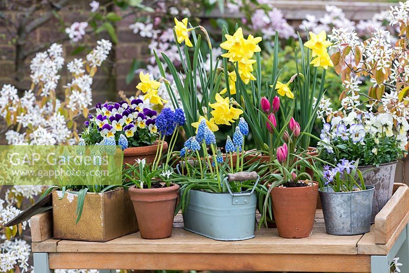 A potting bench with colouful spring containers of Muscari aucheri 'Ocean Magic' 
