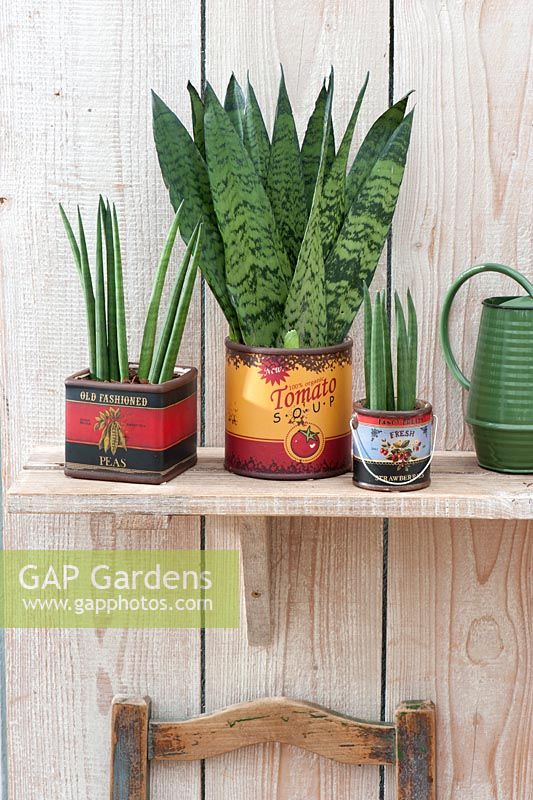Sansevieria Trifasciata and Sansevieria Cylindrica planted in recycled cans on a shelf.