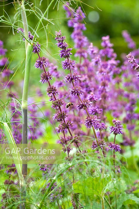 Salvia verticillata 'Purple Rain' - Whorled clary sage