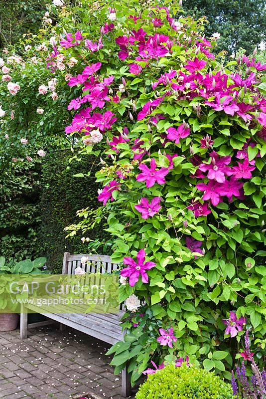 Clematis 'Cardinal Wysynski' and roses above a secluded sitting area with wooden bench 