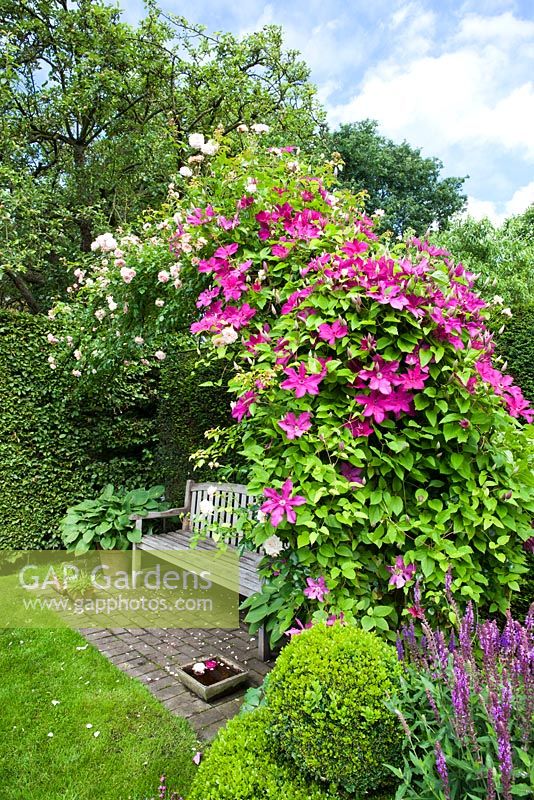 Clematis 'Cardinal Wysynski' and roses above a secluded sitting area with wooden bench 