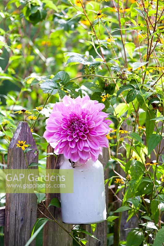 Flower of dahlia in a milk can.