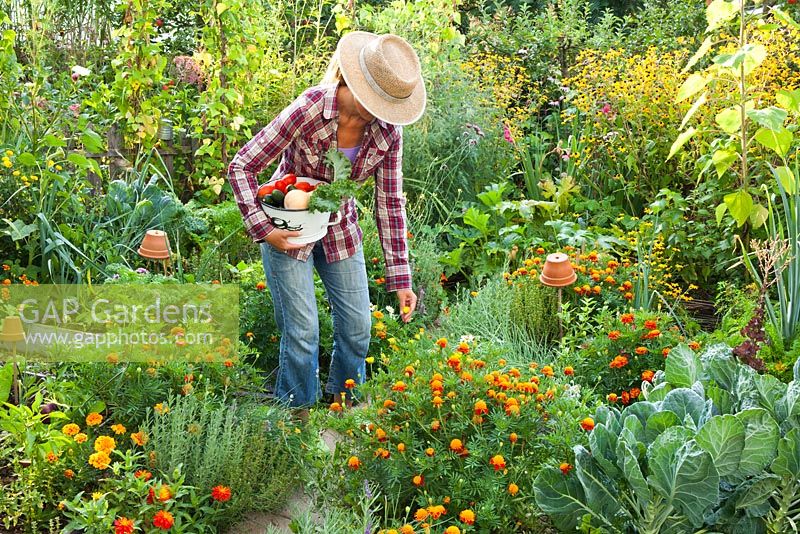Woman harvesting vegetables and herbs in the garden.