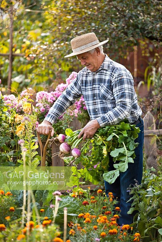 Man harvesting turnips in the vegetable garden.