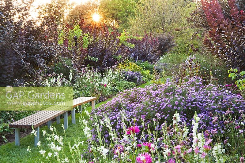 Late summer borders with garden bench includes Verbena bonariensis, Sedum, Dahlia, Cosmea, Gaura lindheimeri, Sedum 'matrona', Cotinus coggygria 'Royal Purple', Aster novea-angliae. Weihenstephan Trial Garden