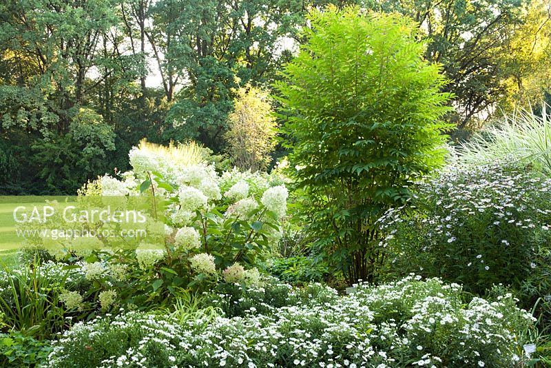 White themed border with Kalimeris incisa 'Madiva', Hydrangea paniculata 'Phantom', Toona sinensis 'Flamingo', Miscanthus sinensis and Hakonechloa macra 'Aureola', Weihenstephan Gardens