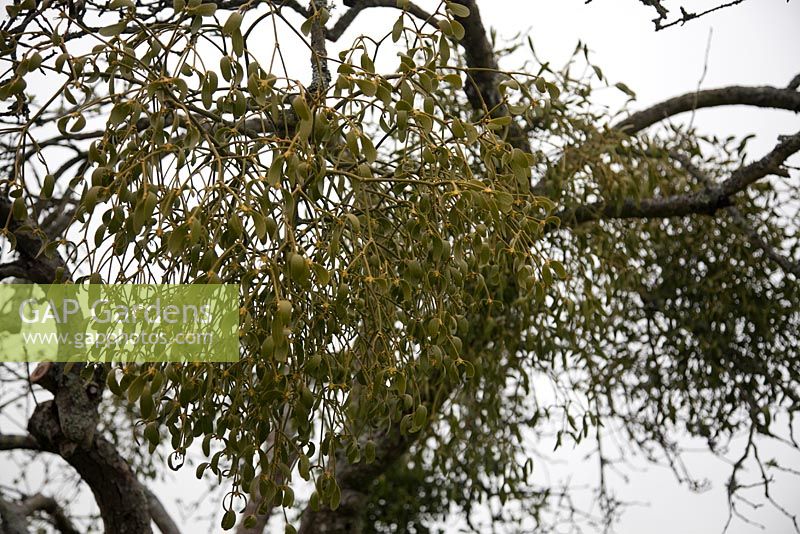 Viscum album attached to tree branch - Mistletoe