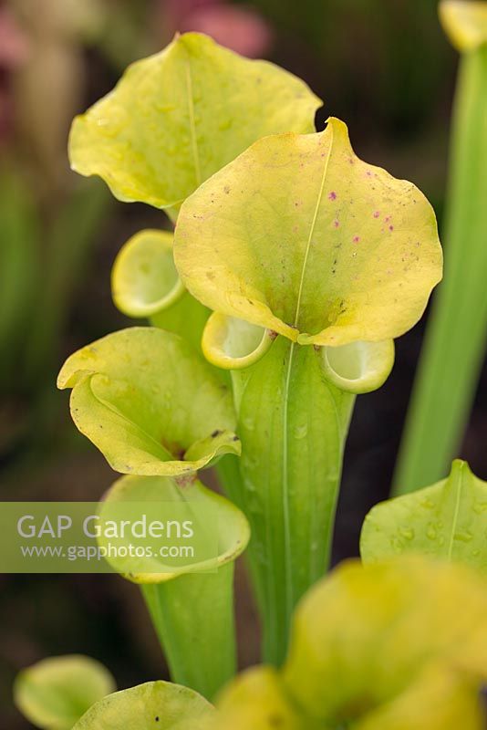 Sarracenia flava var rugelii - Yellow Pitcher Plant  