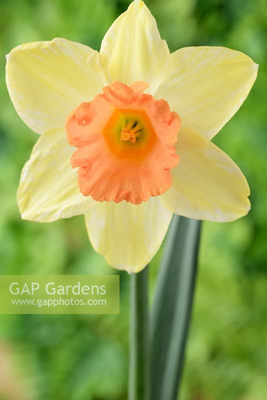 Narcissus  'Tickled Pinkeen'  Daffodil  Div. 2 Large-cupped  Perianth petals fade from yellow to white as flower ages  April