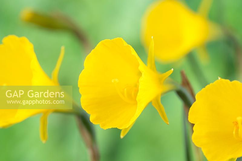 Narcissus 'Classic Gold' AGM.  Hoop petticoat daffodil.  Div.10  Bulbocodium  March