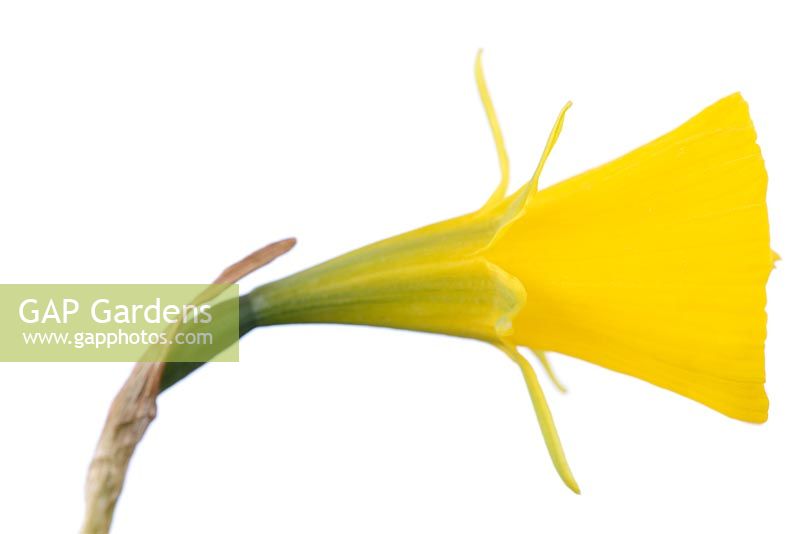 Narcissus 'Classic Gold' - AGM. Hoop petticoat daffodil.  Div.10  Bulbocodium,  March